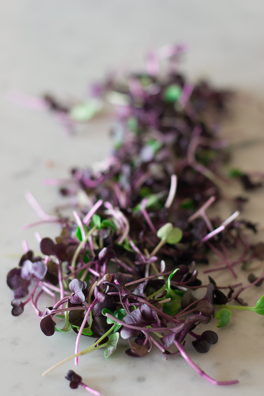 purple daikon radish microgreens
